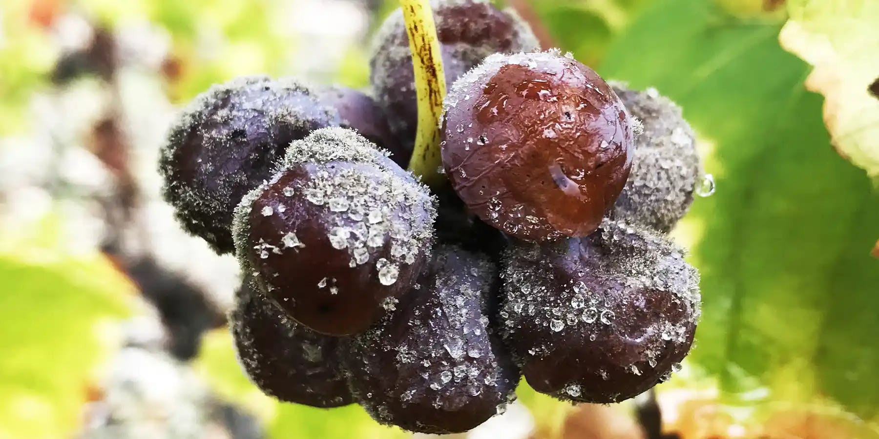 Sauternes